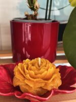 peonia
